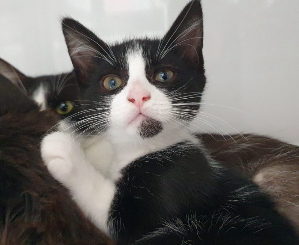 Mercy - Chat Européen à adopter