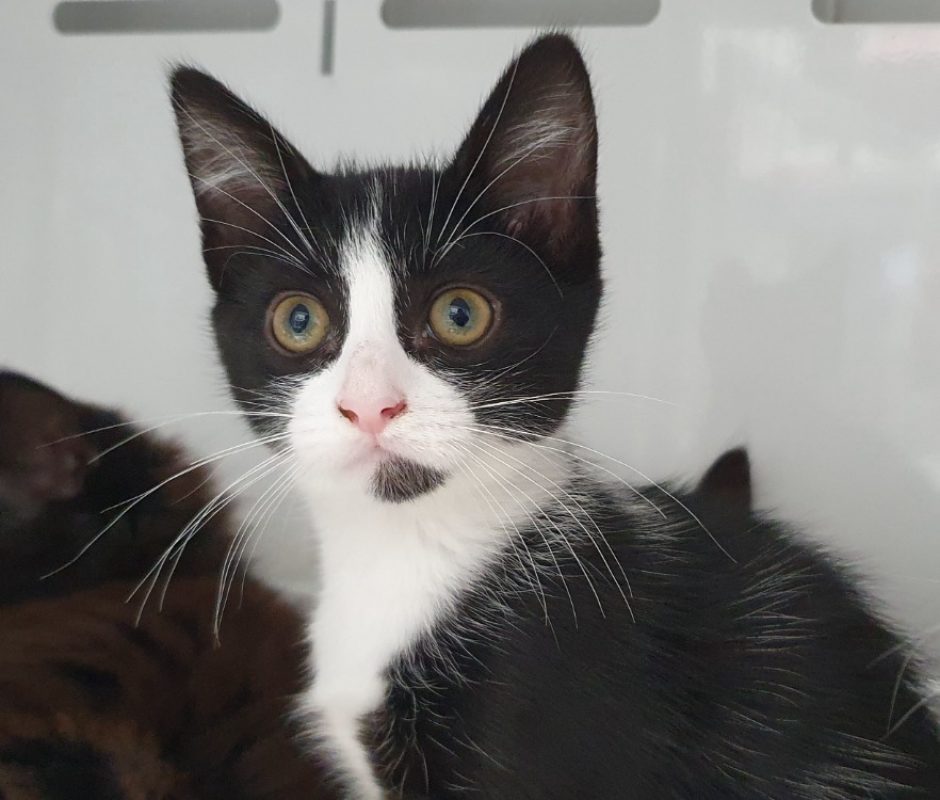 Mercy - Chat Européen à adopter - photo 2