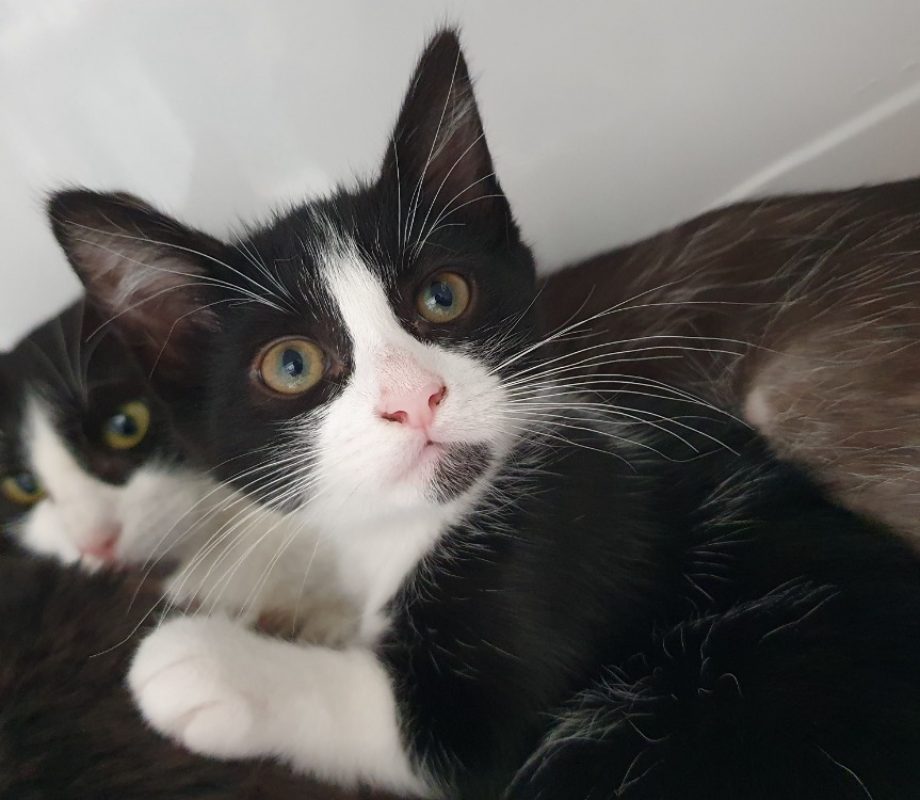 Mercy - Chat Européen à adopter - photo 3