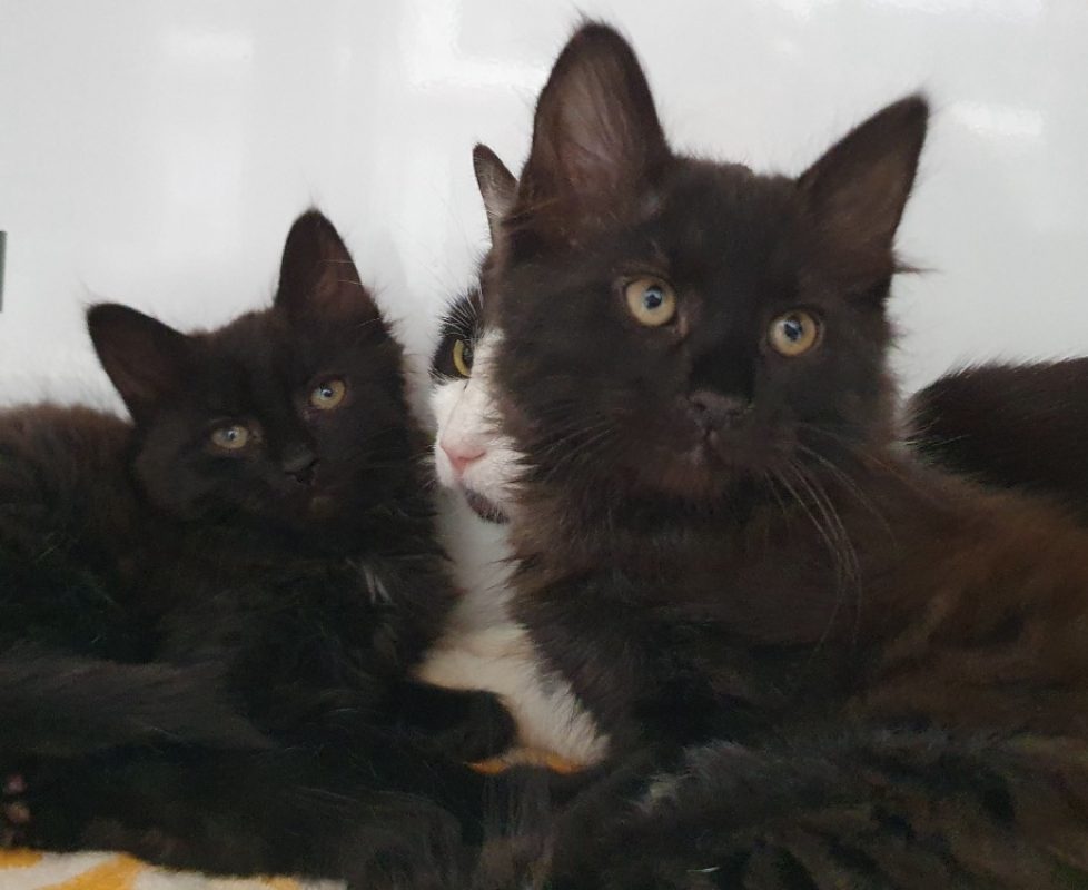 Ivy - Chat Européen à adopter
