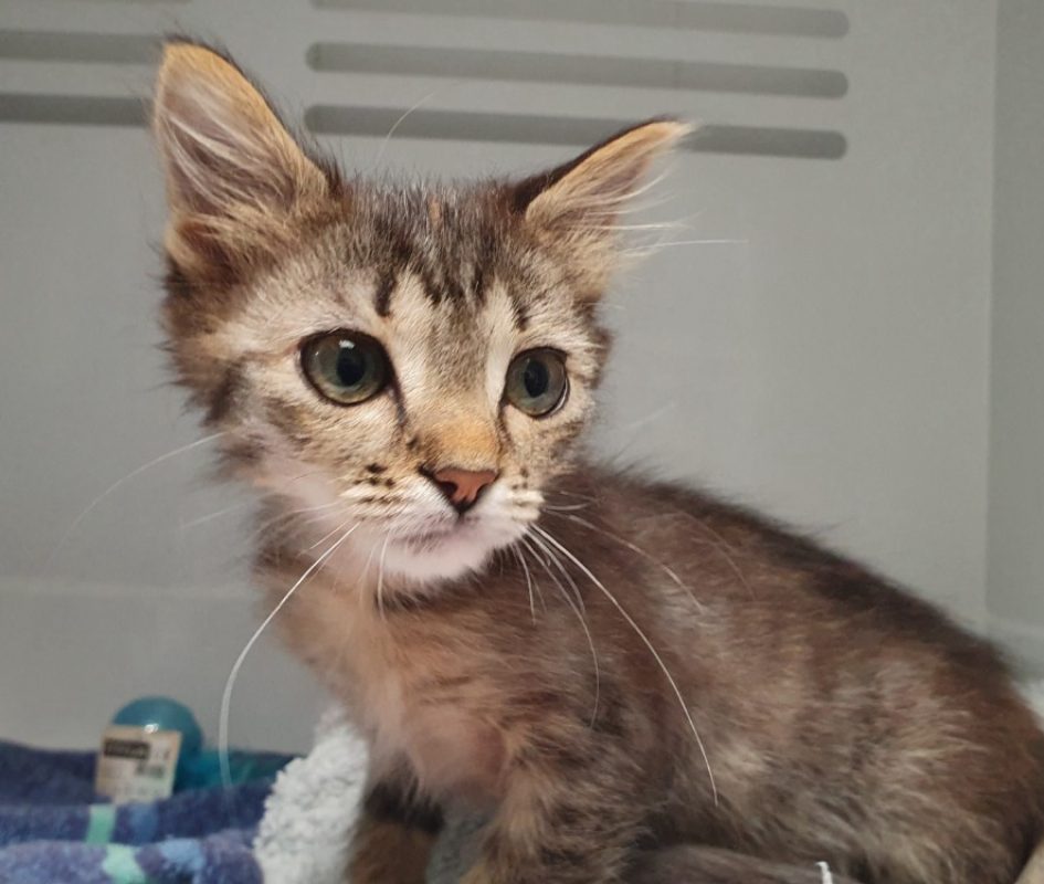 Rihanna - Chat Européen à adopter
