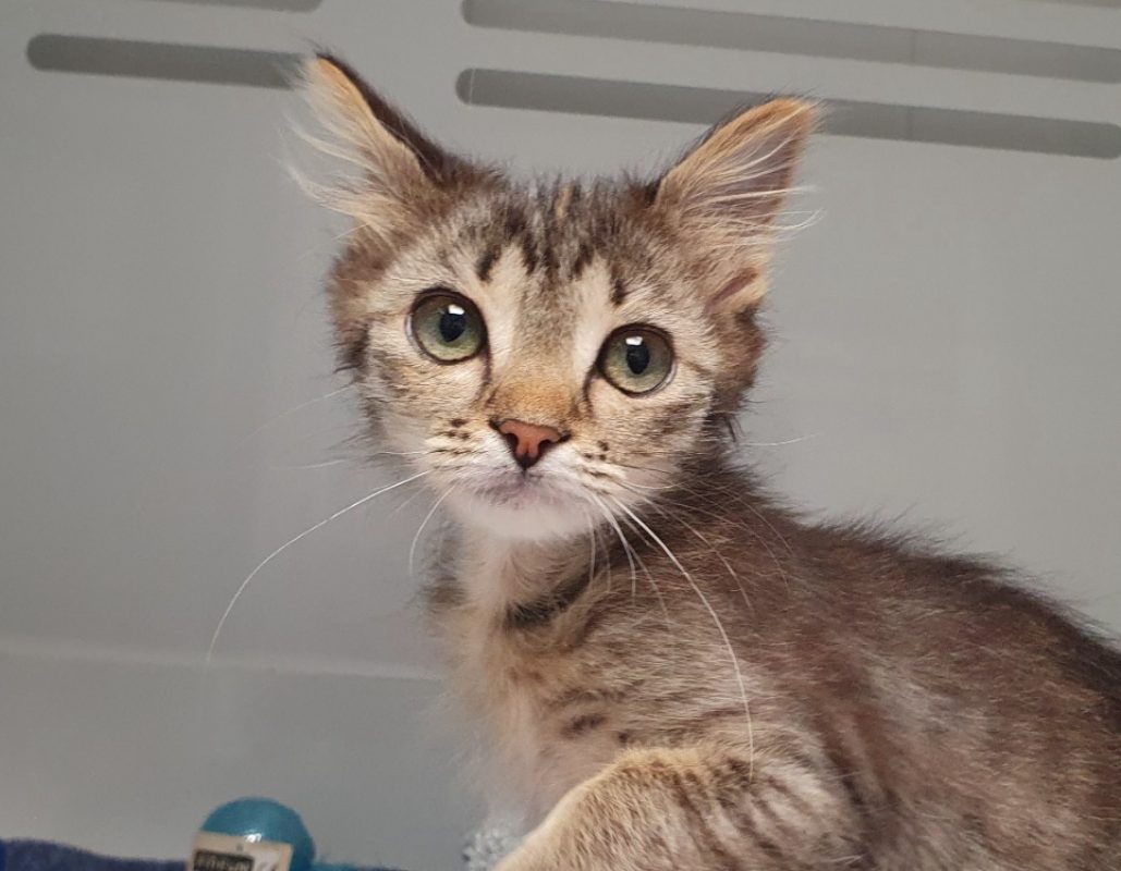 Rihanna - Chat Européen à adopter - photo 2