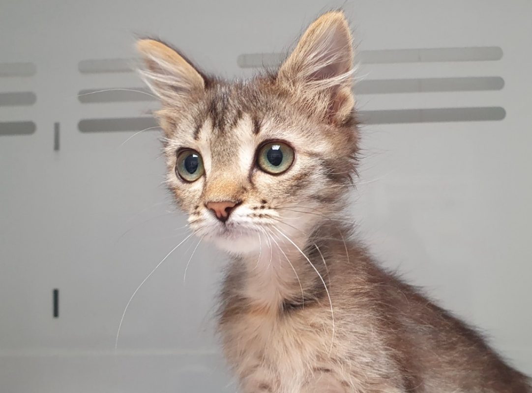 Rihanna - Chat Européen à adopter - photo 3