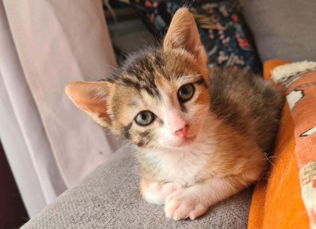 Pattie - Chat Européen à adopter