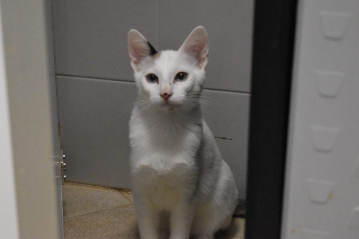 Oasis - Chat Européen à adopter