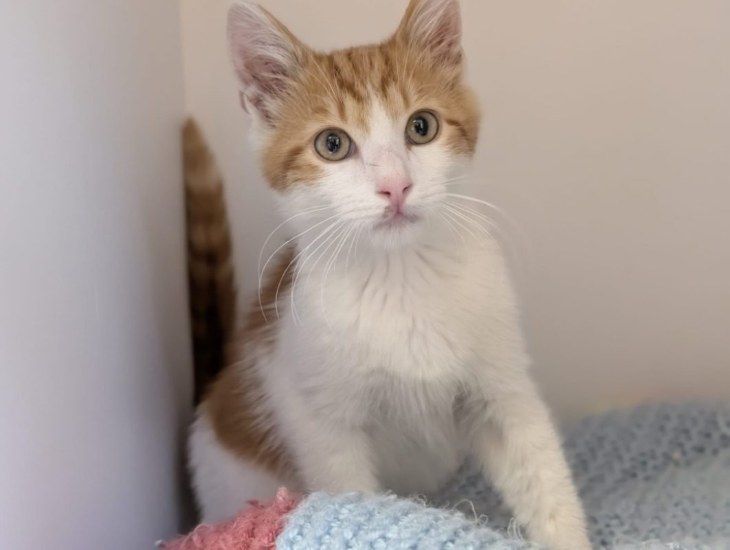 Briochin - Chat Européen à adopter