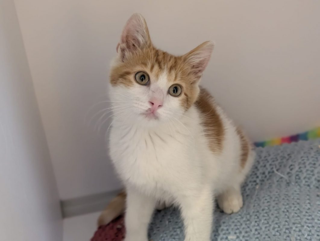 Briochin - Chat Européen à adopter - photo 2