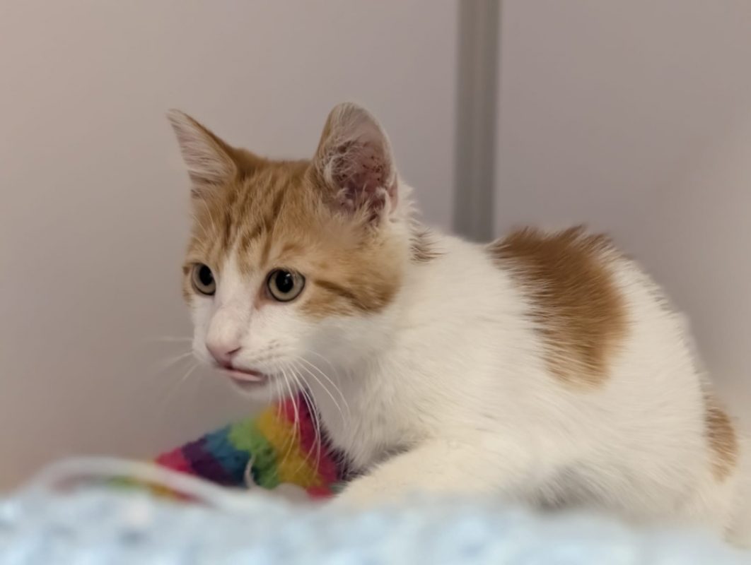 Briochin - Chat Européen à adopter - photo 3