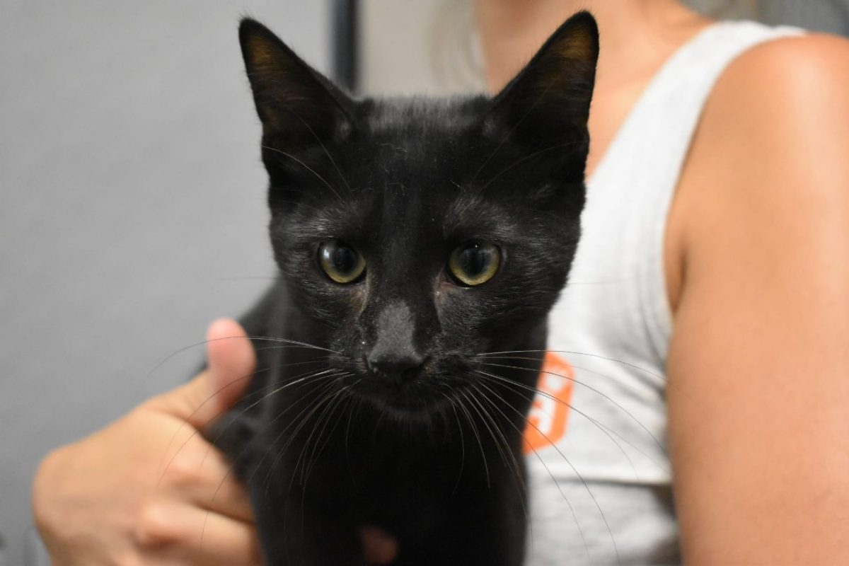 Onyx - Chat Européen à adopter