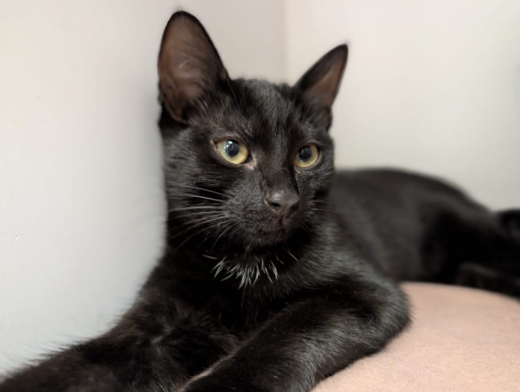 Bagheera - Chat Européen à adopter