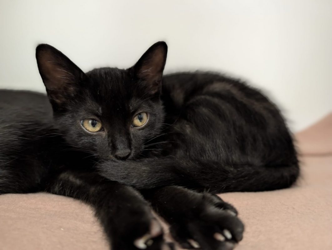 Nala - Chat Européen à adopter