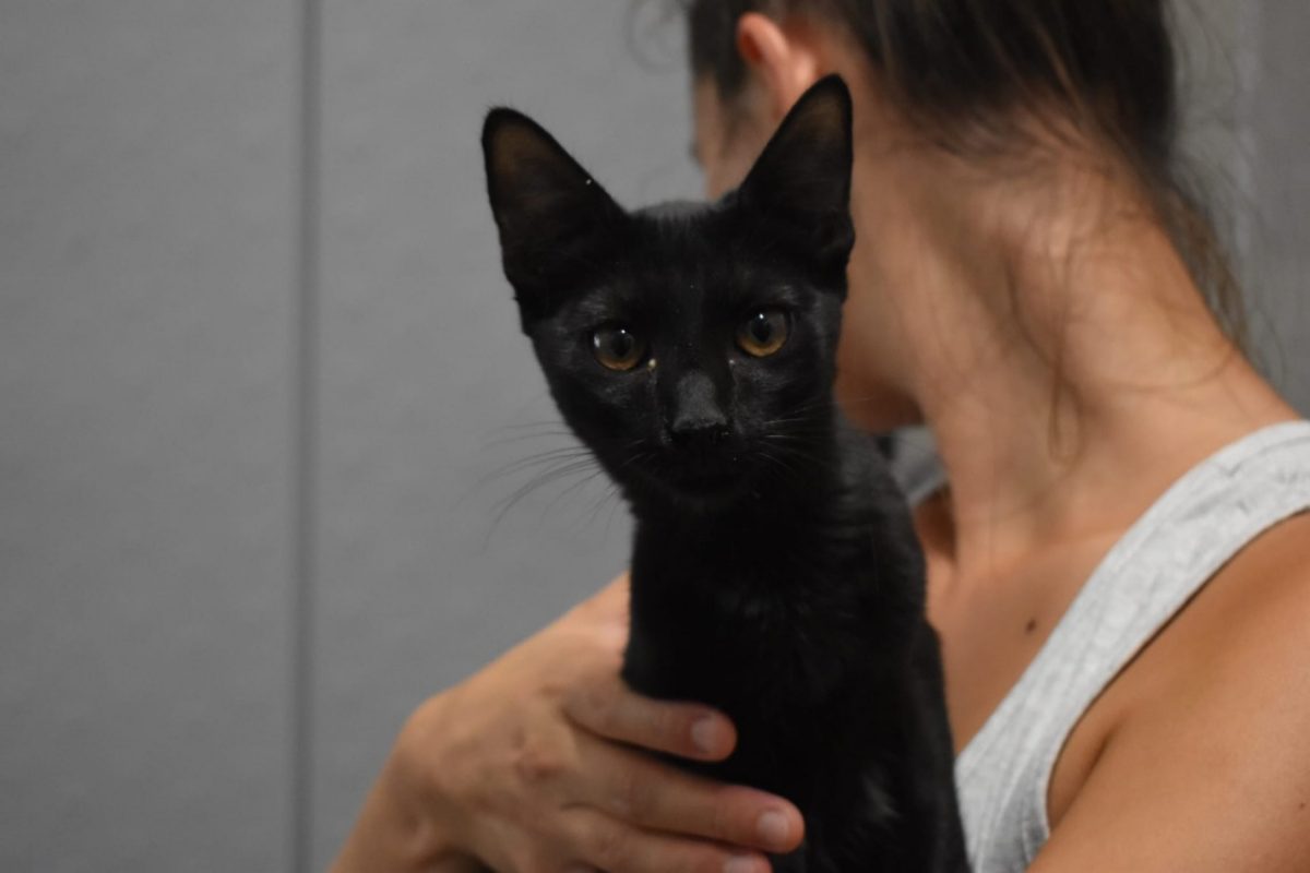 Ouchka - Chat Européen à adopter