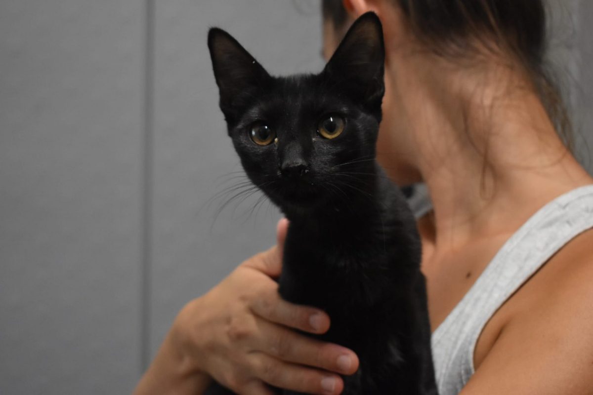 Ouchka - Chat Européen à adopter - photo 2
