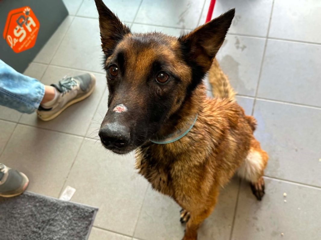Prada - Chien Berger Belge Malinois à adopter