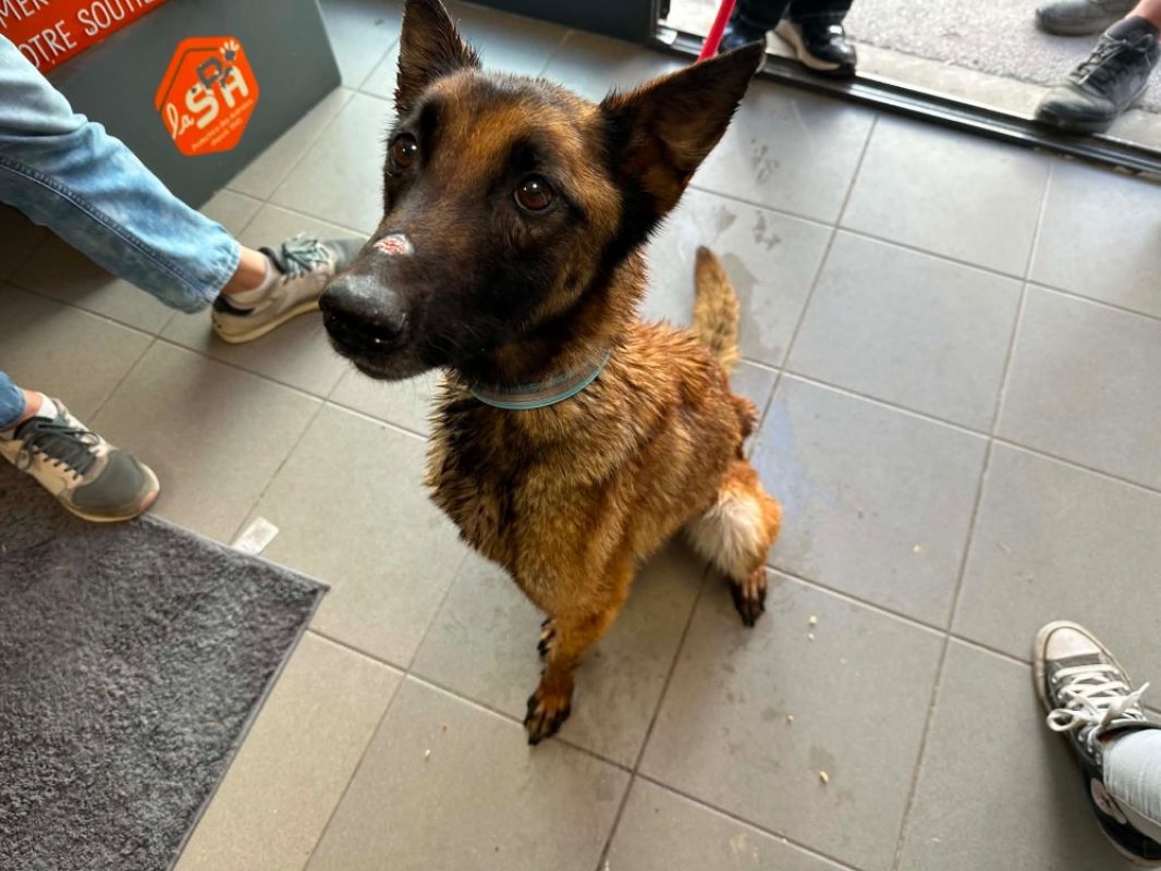 Prada - Chien Berger Belge Malinois à adopter - photo 2