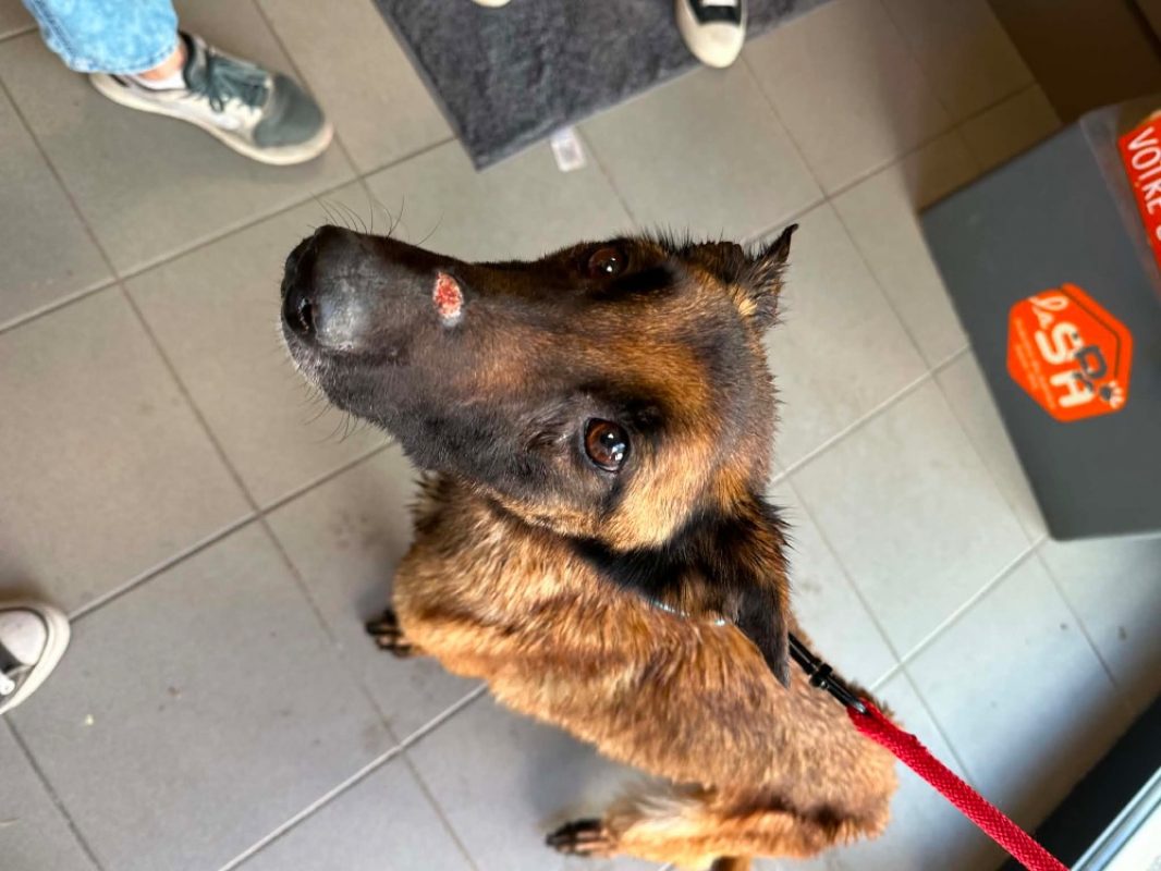 Prada - Chien Berger Belge Malinois à adopter - photo 3