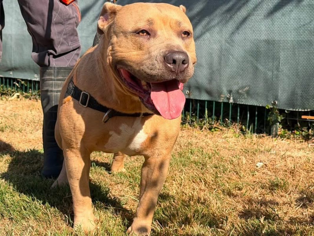 Tahina - Chien American Bully à adopter