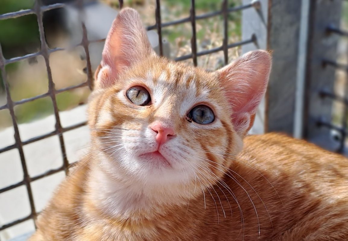 Marcel - Chat Européen à adopter