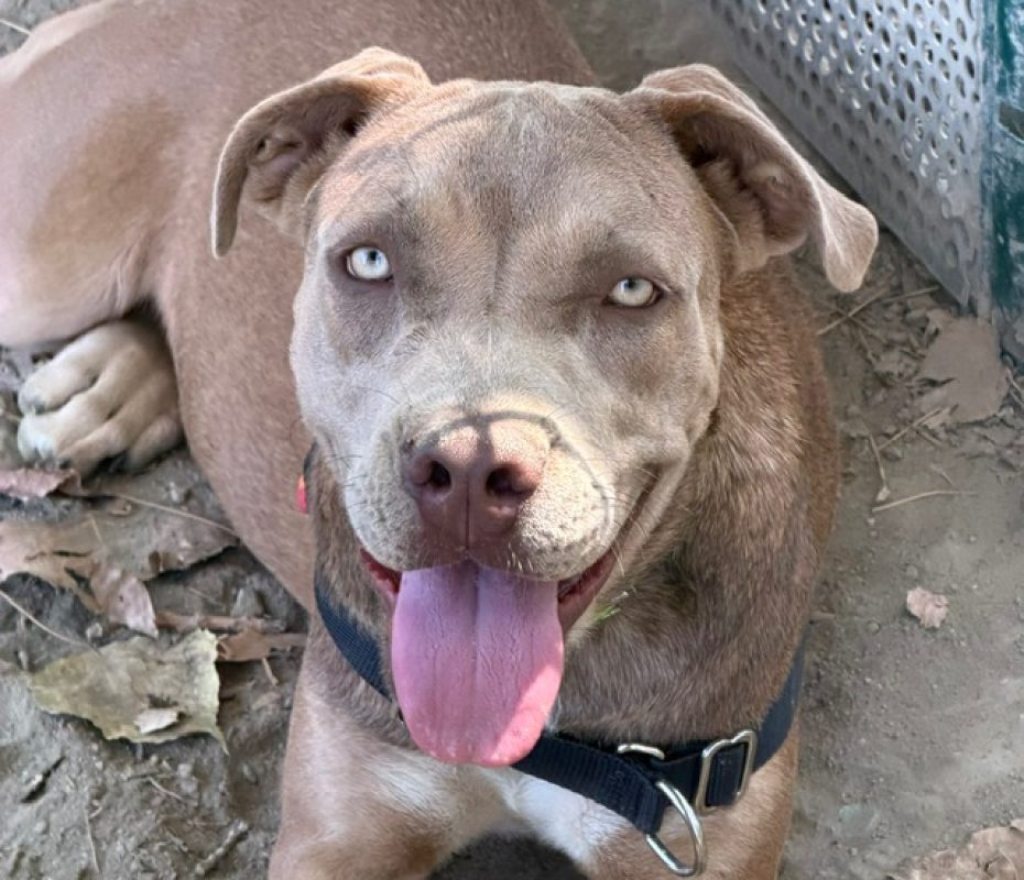 June - Chien Cane Corso à adopter