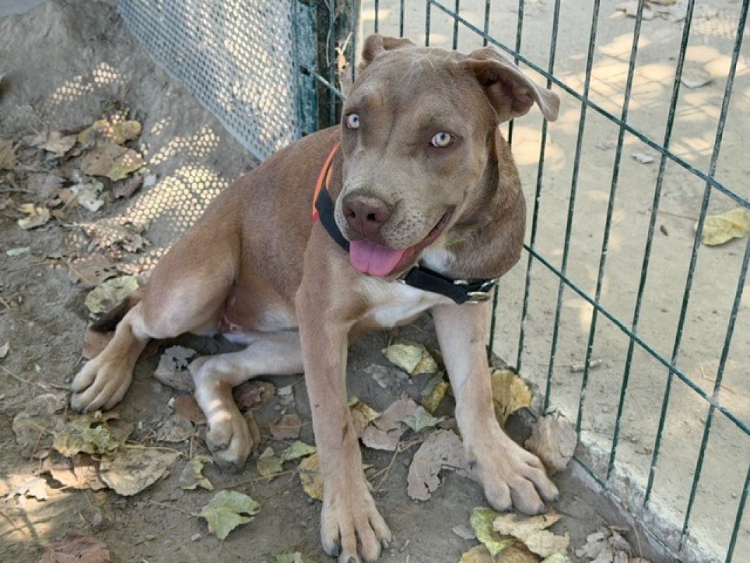 June - Chien Cane Corso à adopter - photo 2