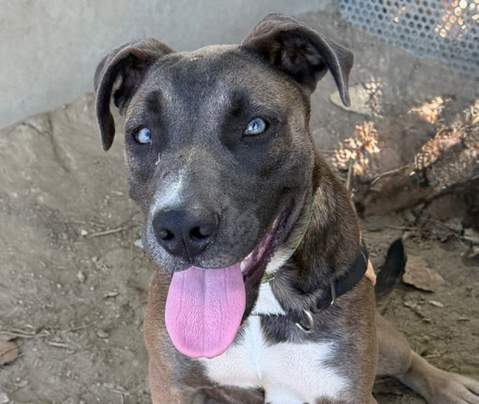 Serena - Chien Cane Corso à adopter