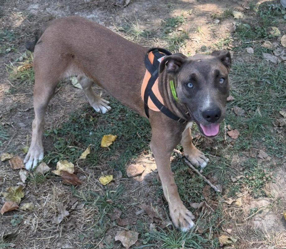 Serena - Chien Cane Corso à adopter - photo 2