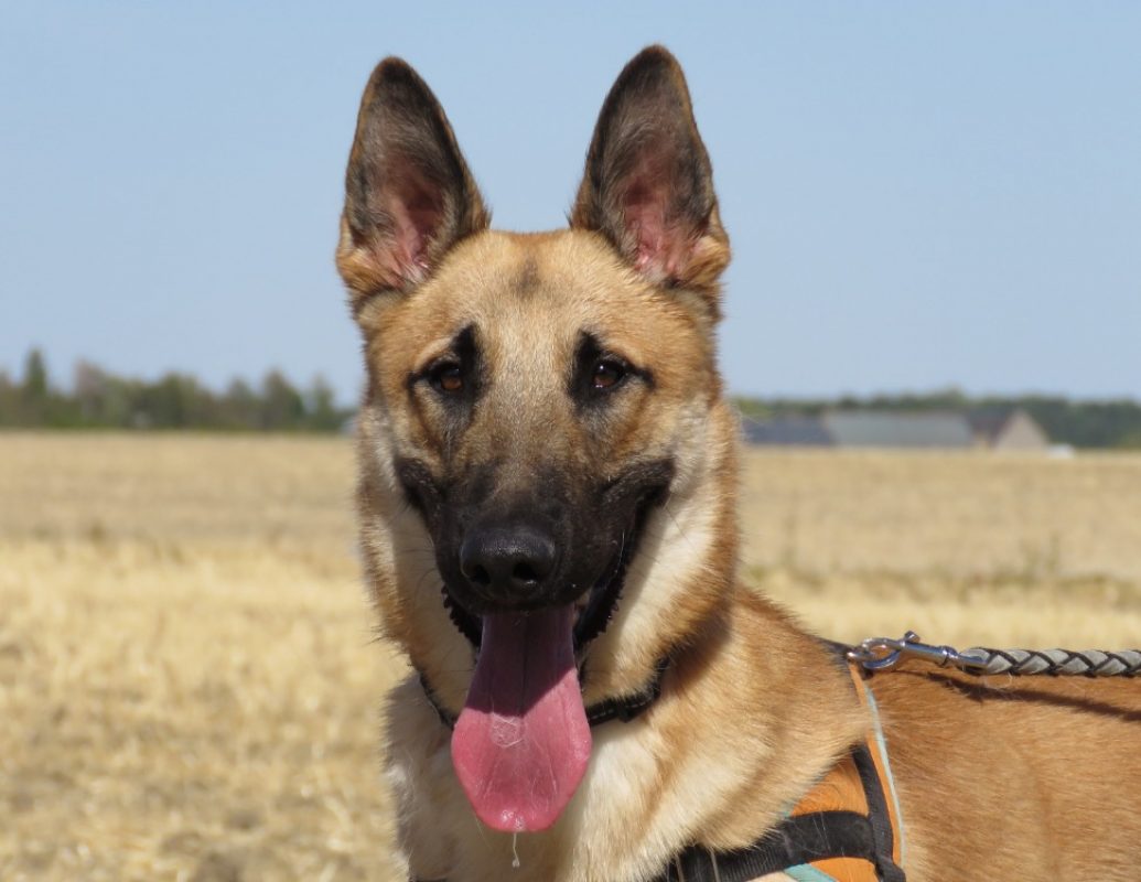 Atlas - Chien à adopter