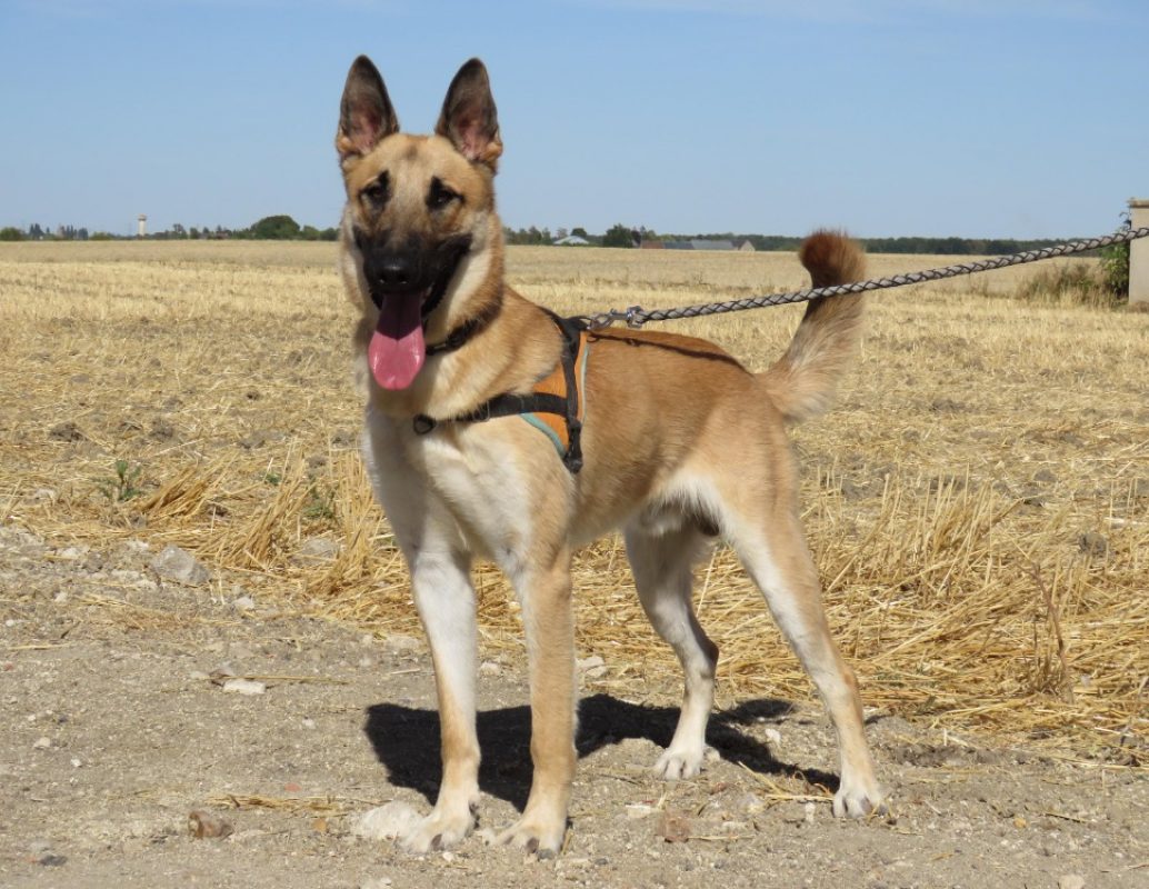 Atlas - Chien à adopter - photo 2