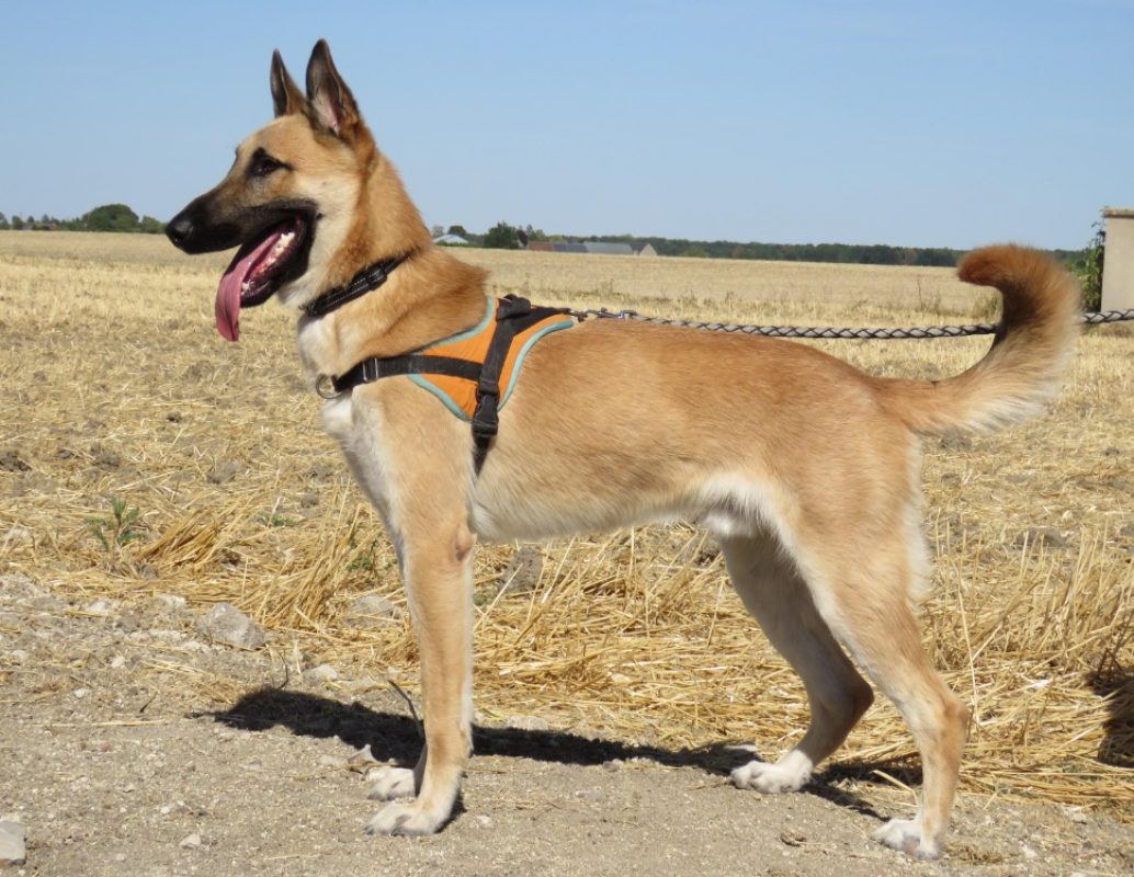 Atlas - Chien à adopter - photo 3