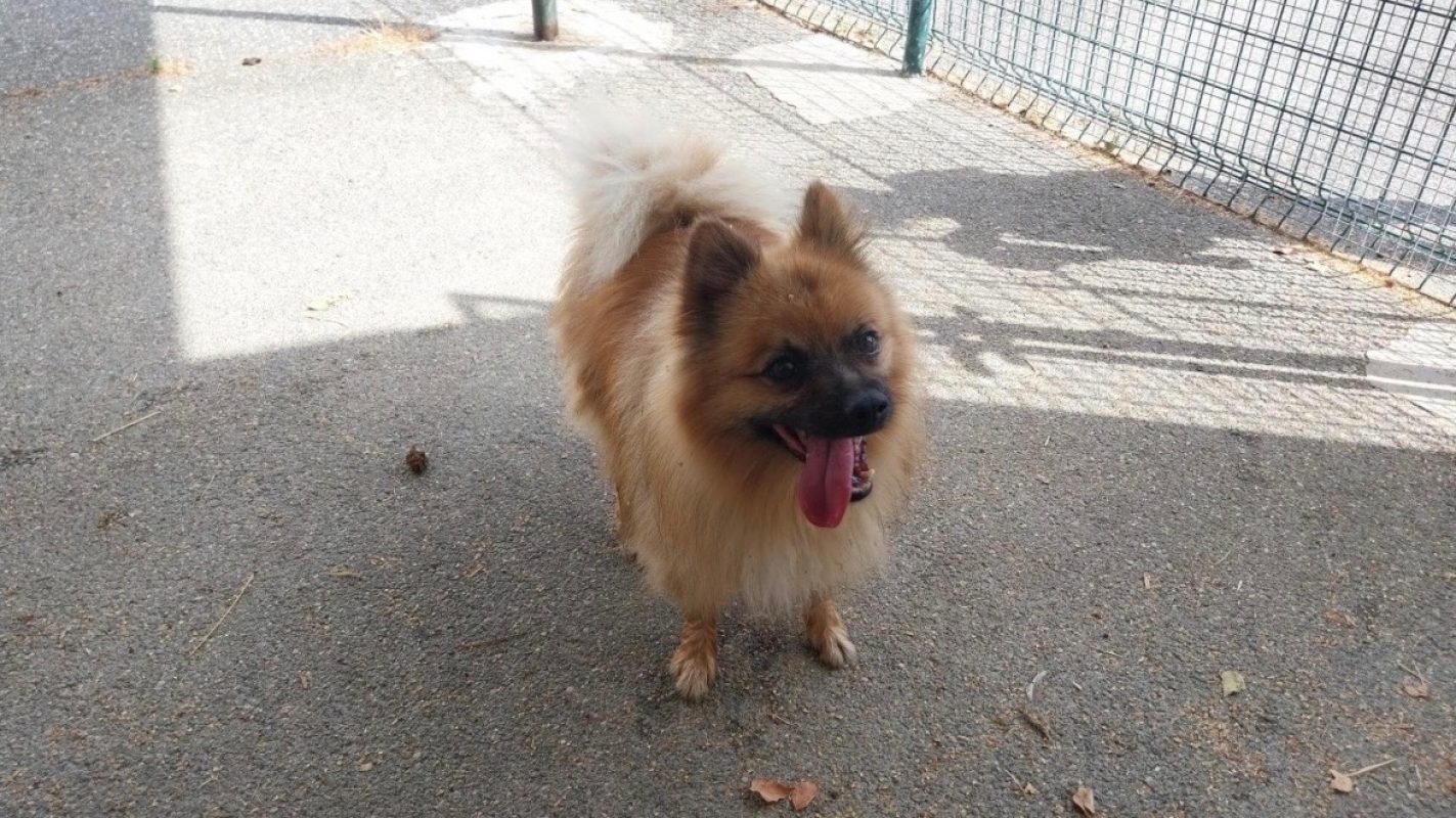 Kai - Chien Spitz Allemand à adopter