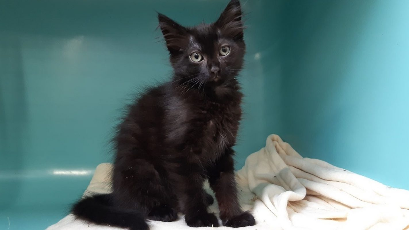 Marmoset - Chat Européen à adopter