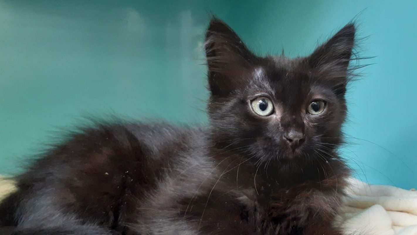 Marmoset - Chat Européen à adopter - photo 2
