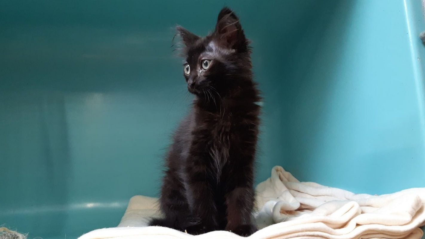 Marmoset - Chat Européen à adopter - photo 3