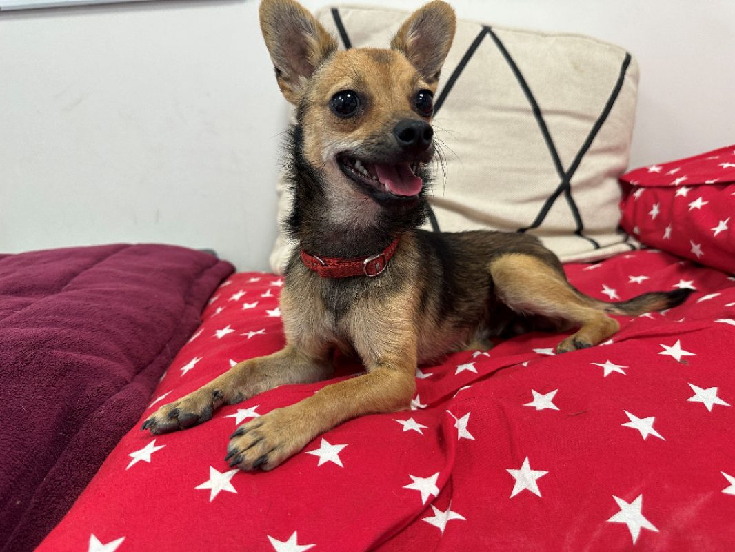 Aqua - Chien à adopter