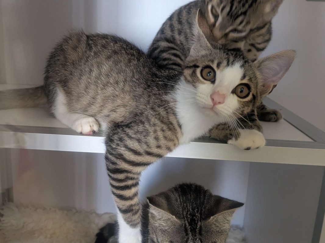 News - Chat Européen à adopter