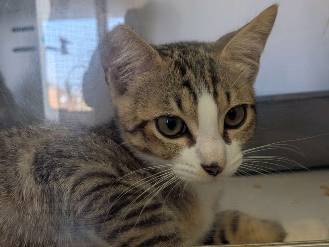 Naru - Chat Européen à adopter