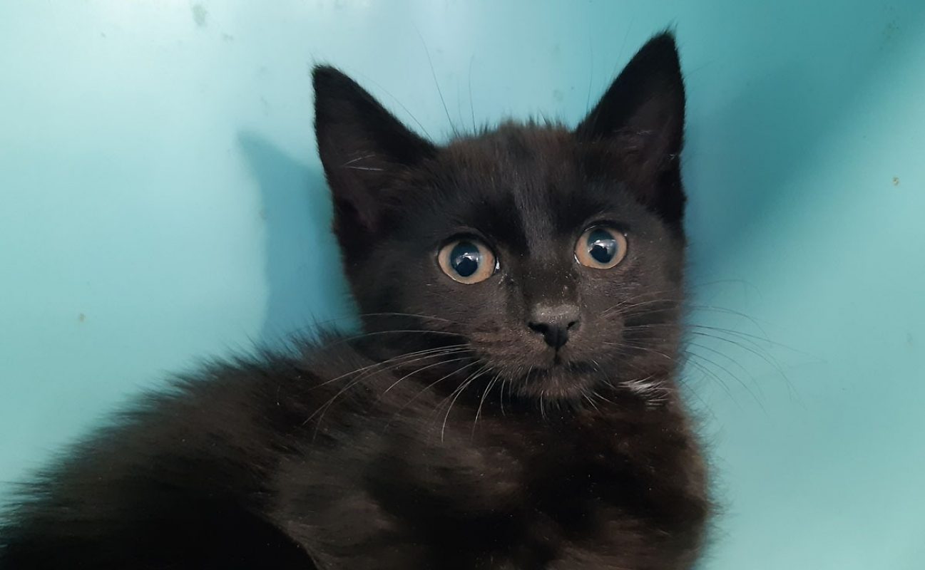 Croqmou - Chat Européen à adopter