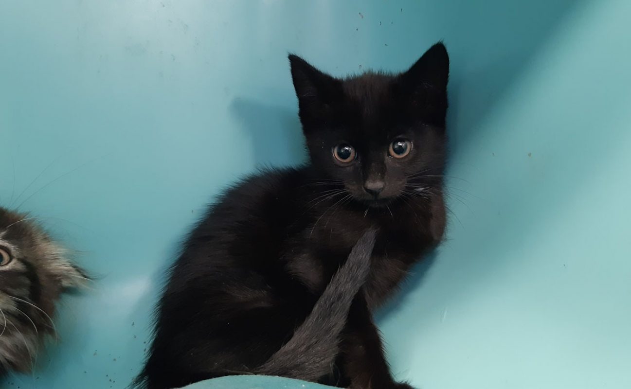 Croqmou - Chat Européen à adopter - photo 2