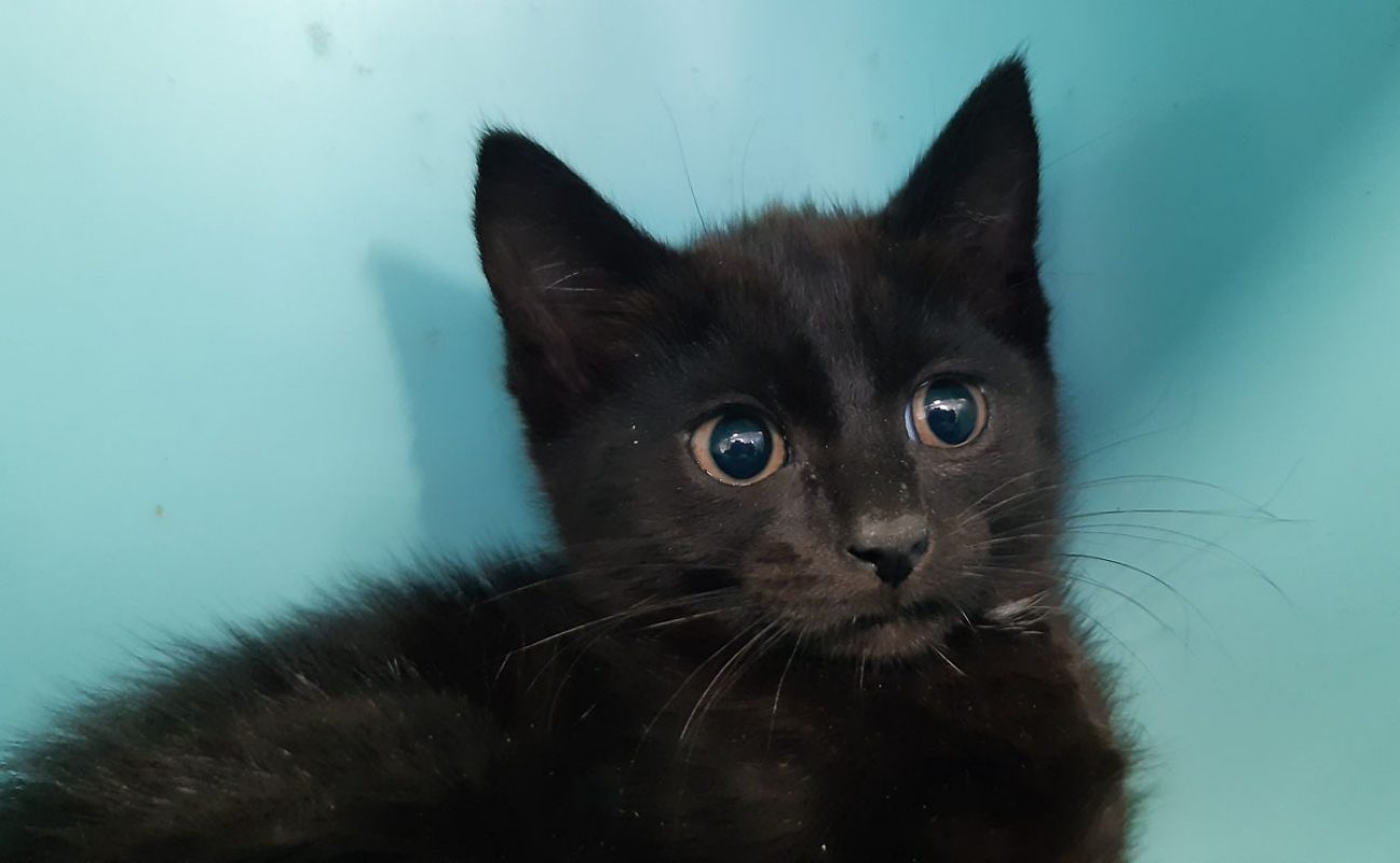 Croqmou - Chat Européen à adopter - photo 3