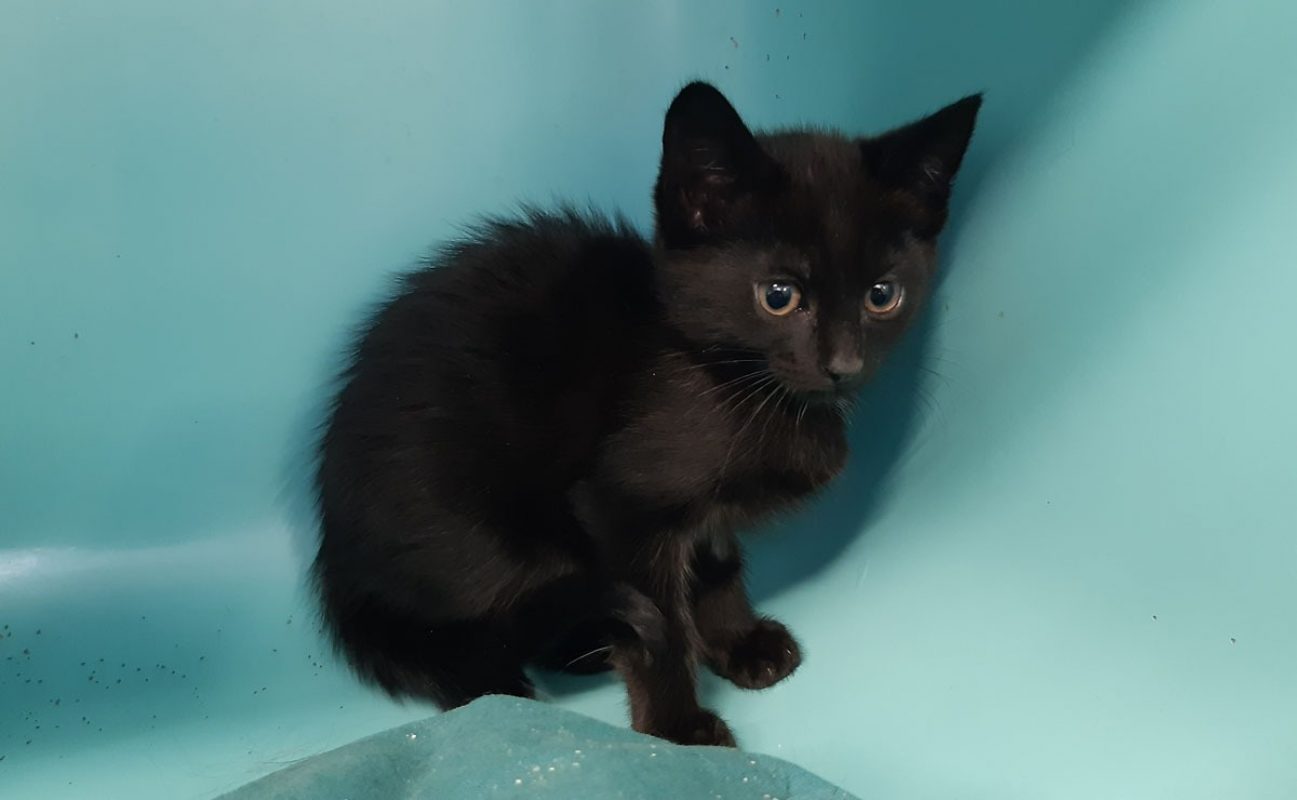 Croqmou - Chat Européen à adopter - photo 4