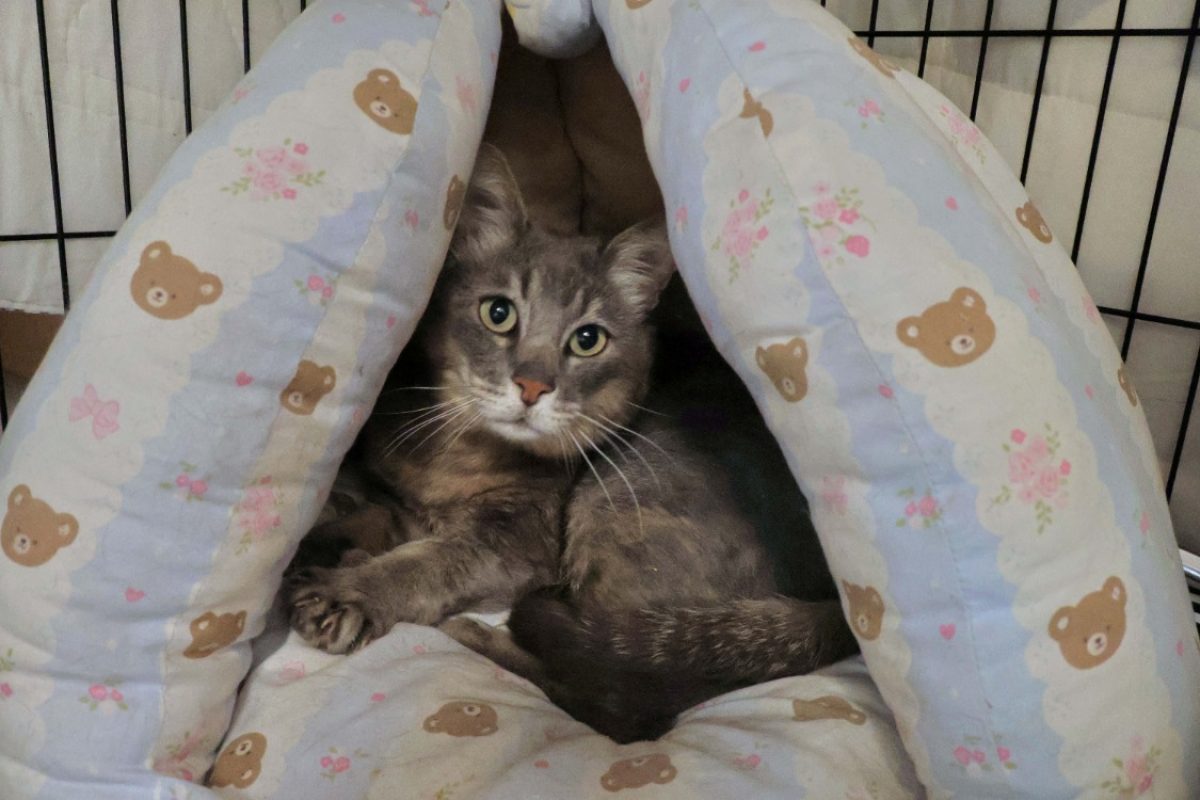 Grooty - Chat Européen à adopter