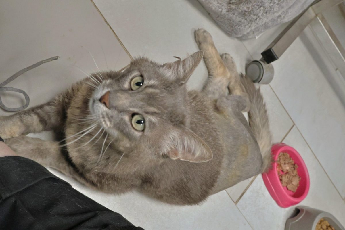 Grooty - Chat Européen à adopter - photo 2