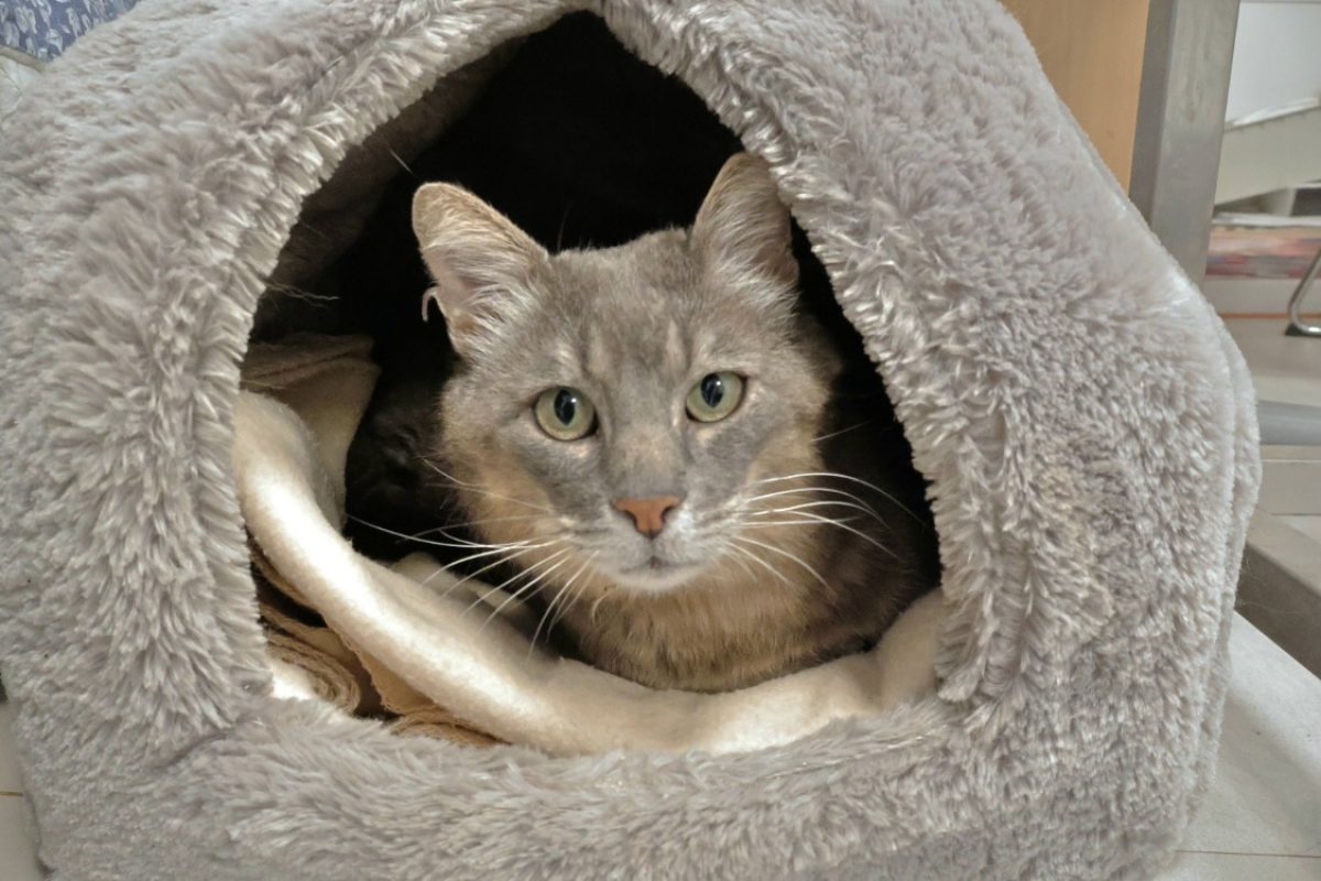 Grooty - Chat Européen à adopter - photo 3