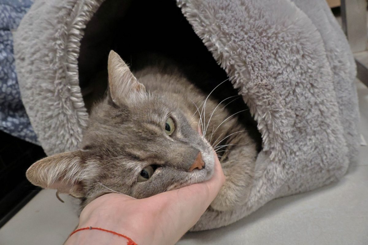 Grooty - Chat Européen à adopter - photo 4