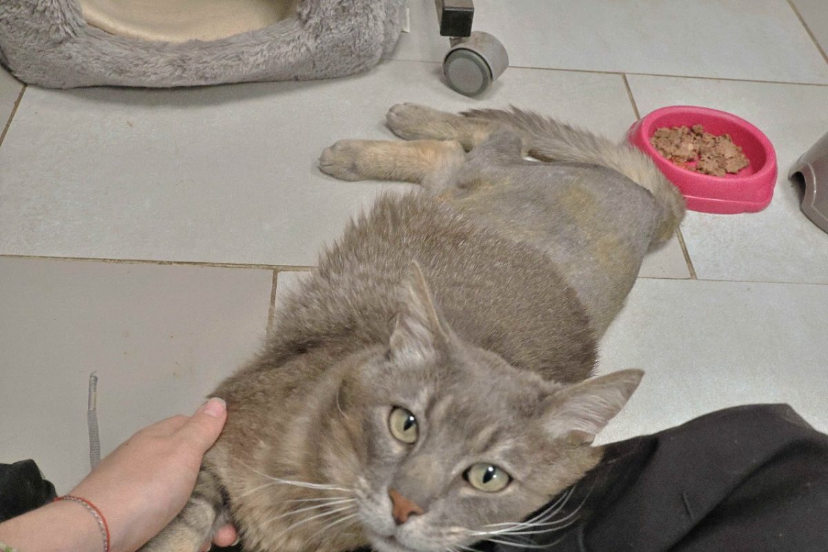 Grooty - Chat Européen à adopter - photo 5