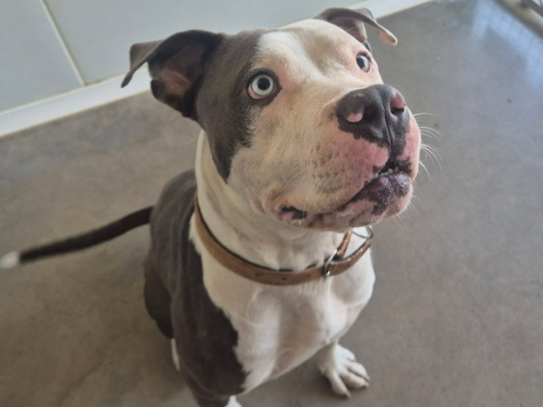Papaita - Chien American Bully à adopter - photo 2