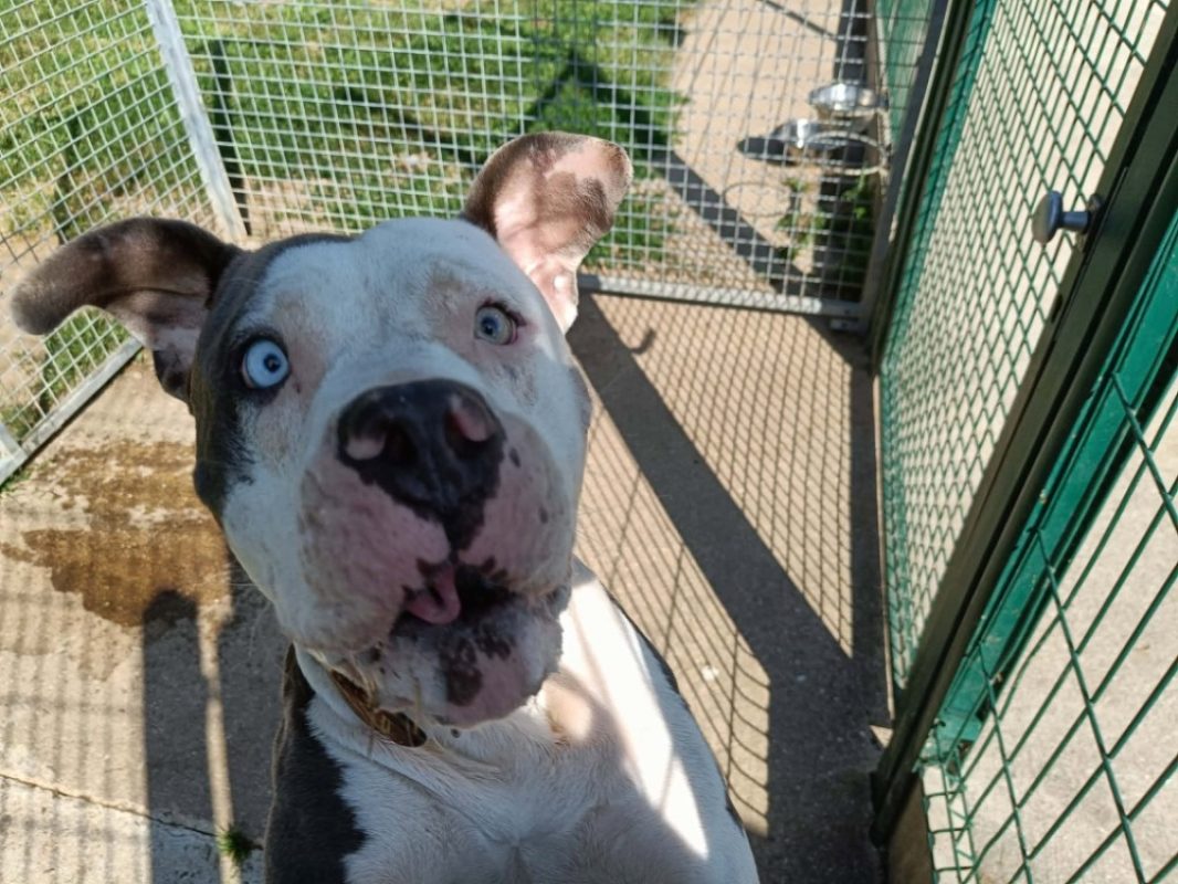 Papaita - Chien American Bully à adopter - photo 4