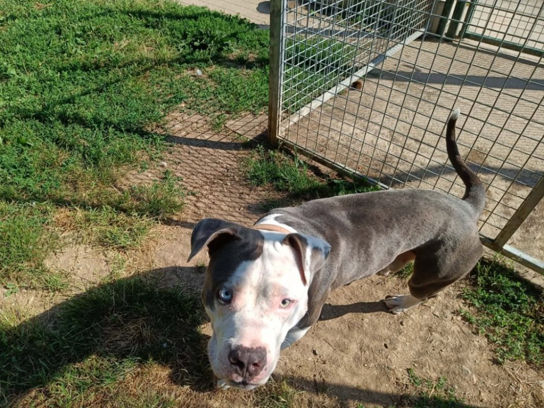 Papaita - Chien American Bully à adopter - photo 5
