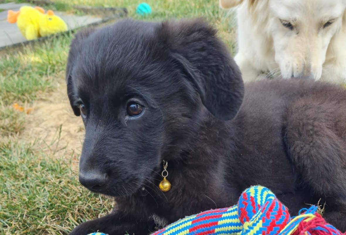 Bango - Chien à adopter