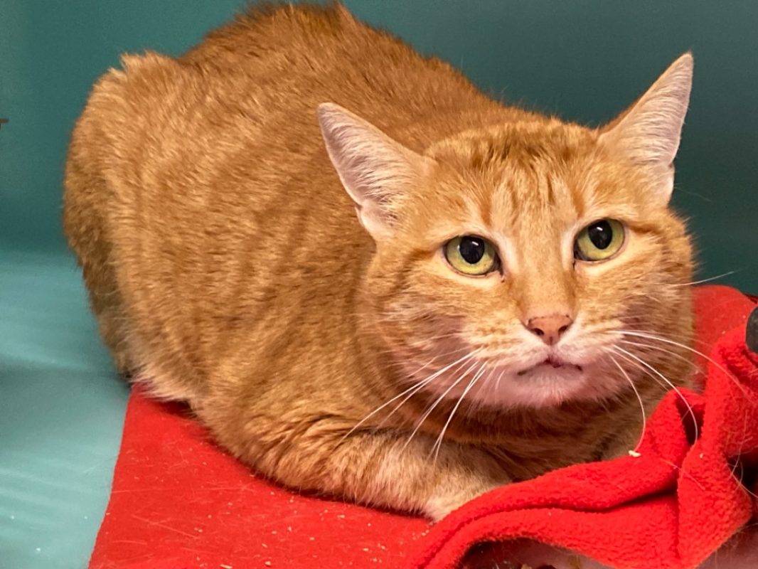 Josiane - Chat Européen à adopter